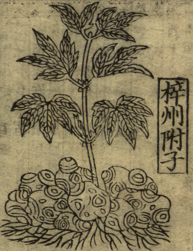 Eleventh century illustration of aconite (fuzi), taken from the source "Verified and Classified Materia Medica."